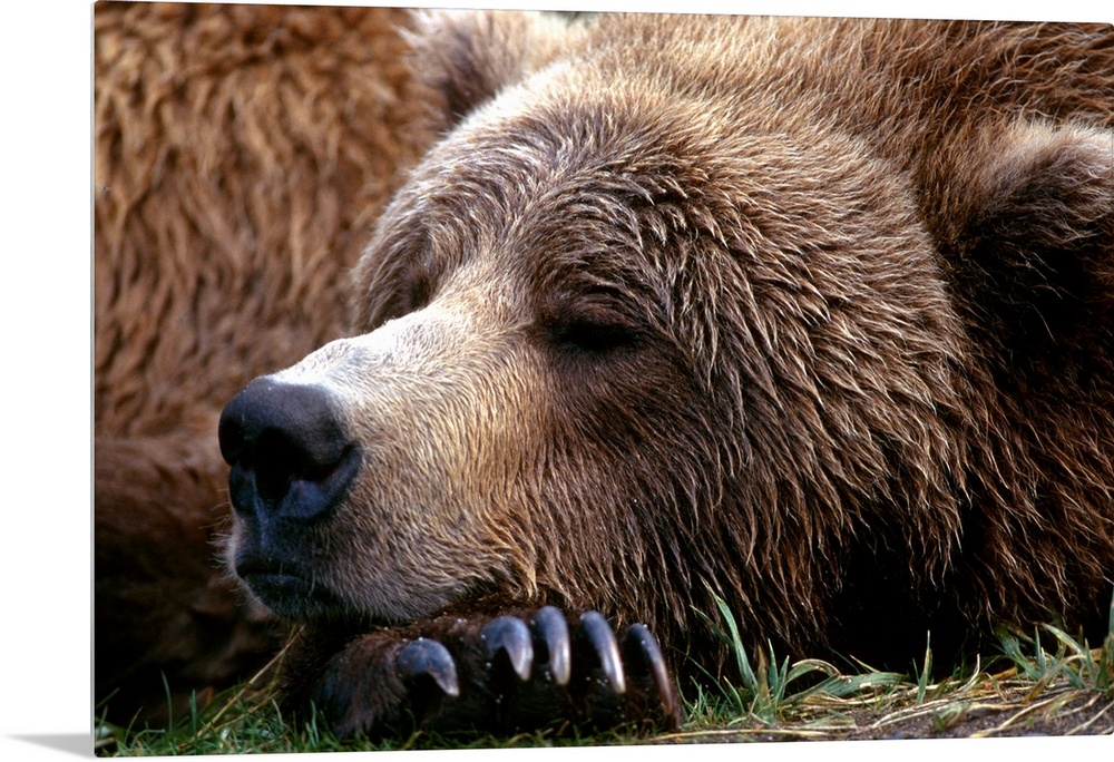 Photograph of bear sleeping with its head resting on its huge clawed paw.