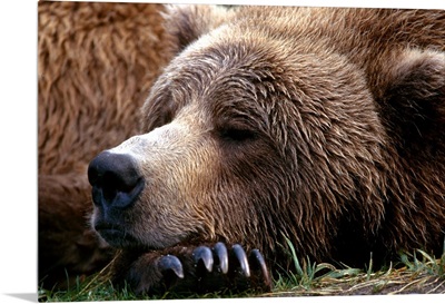 Brown Bear resting Katmai Natl Park Southwest Alaska summer portrait
