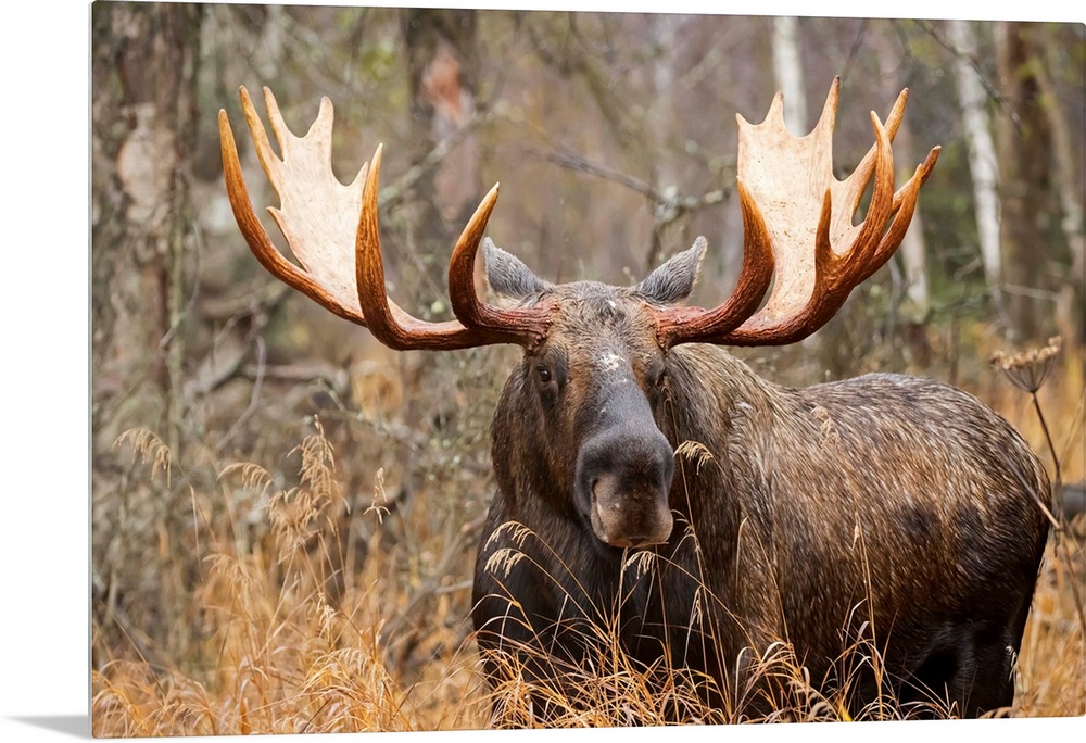 Bull moose (alces alces) in rutting season; Anchorage, Alaska, United States of America