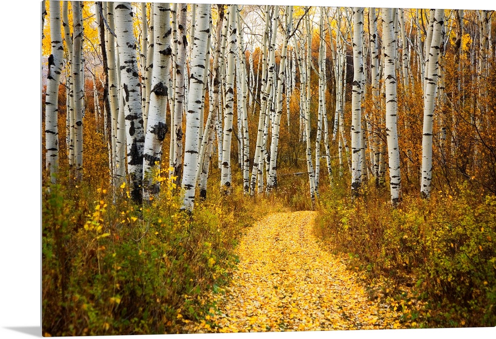 This horizontal photograph is of a leaf covered path way through a forest of indigenous trees.