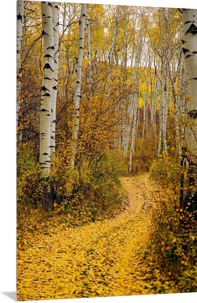 A vertical photograph taken of a path in the forest lined with aspen trees and yellow leaves that have covered the ground.