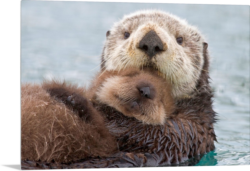 Sea otter (Enhudra lutris), closeup, swimming on back with pup riding on her belly, Prince William Sound, southcentral, wi...