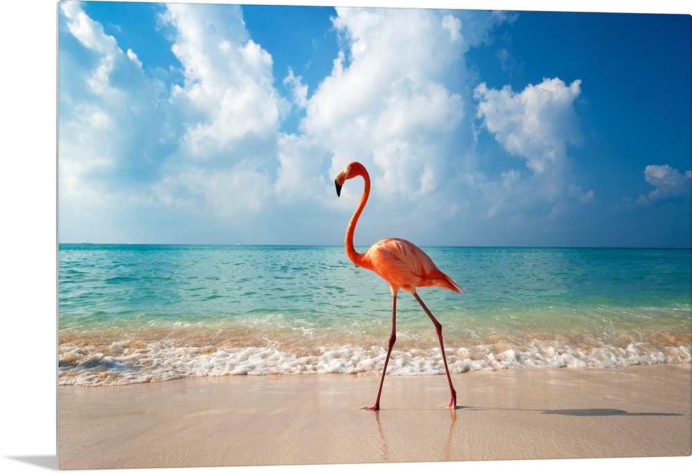 Flamingo Walking Along Beach