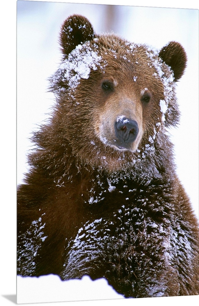 Grizzly bear standing with face covered in snow