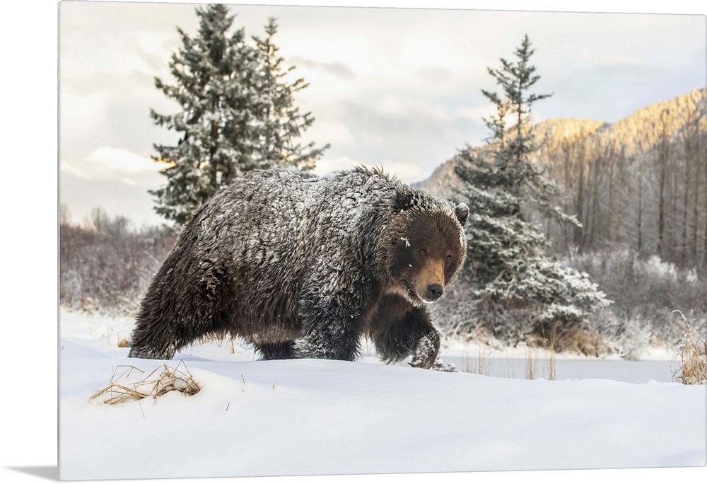 Grizzly bear (Ursus arctic sp.) walking in the snow, Alaska Wildlife Conservation Center, South-central Alaska; Portage, A...