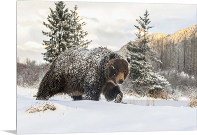 Grizzly Bear Walking In The Snow, Alaska Wildlife Conservation Center