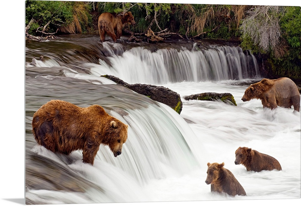 Big canvas print of brown bears trying to catch fish near a small waterfall in the forest.