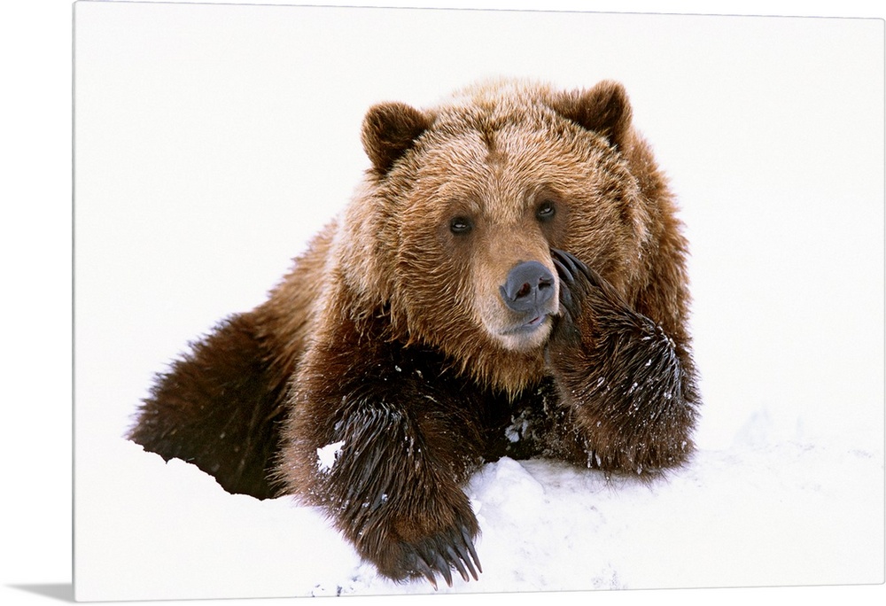 A large brown bear is photographed laying in the snow with its paw resting on its cheek.