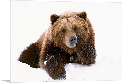 Grizzly resting head on paw while laying in snow