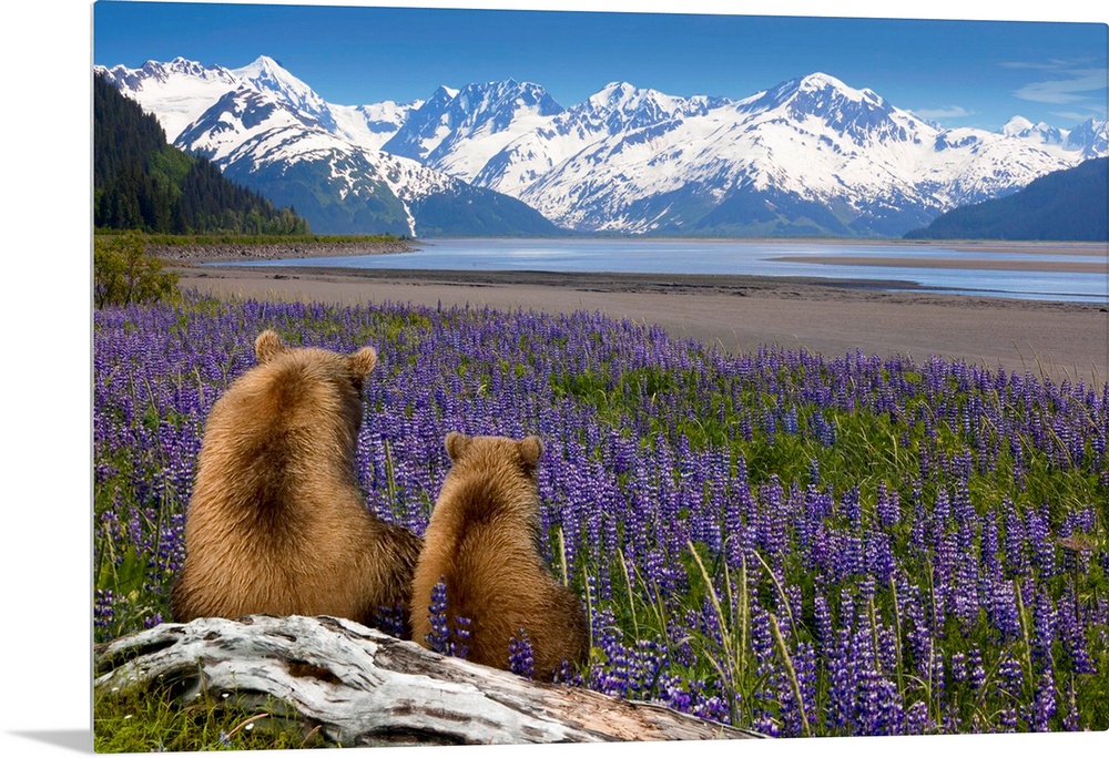 Composite, Grizzly Sow & cub sit in lupine along Seward Highway, Turnagain Arm, Southcentral Alaska, Summer