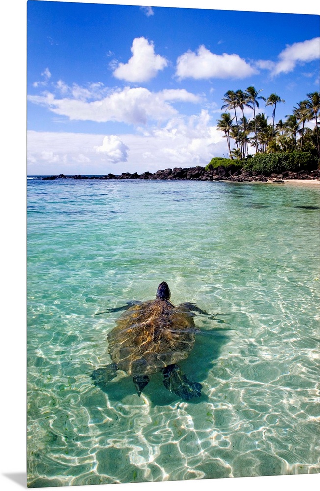 Vertical photo print of a big turtle swimming in the ocean near the shore with his head sticking out of the water and palm...