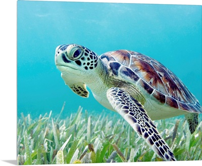 Hawaii, Green Sea Turtle (Chelonia Mydas) An Endangered Species