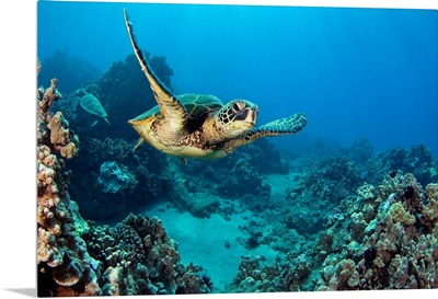 Hawaii, Green Sea Turtle (Chelonia Mydas) An Endangered Species