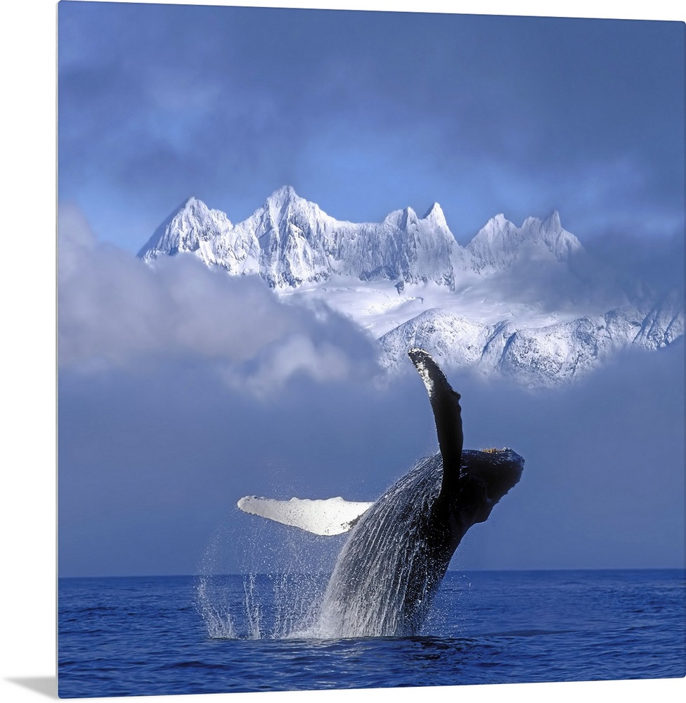 A large whale breaches water with a thick layer of fog just behind it and only the top of the snow covered mountains are s...