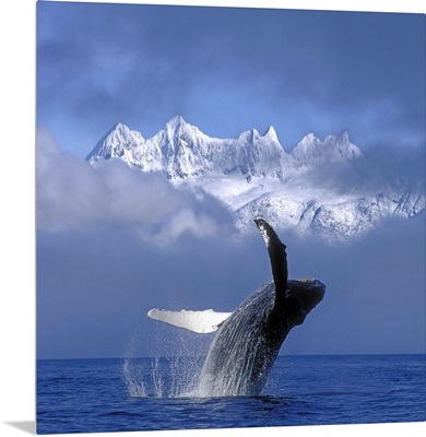Humpback Whale Breaches in Clearing Fog SE AK Spring w/Mendenhall