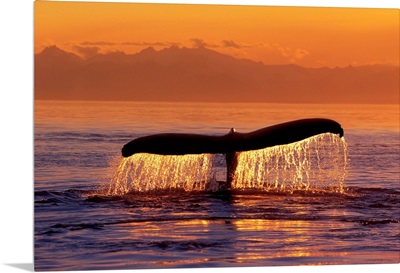 Humpback Whale Fluke @ Sunset Inside Passage SE AK Summer