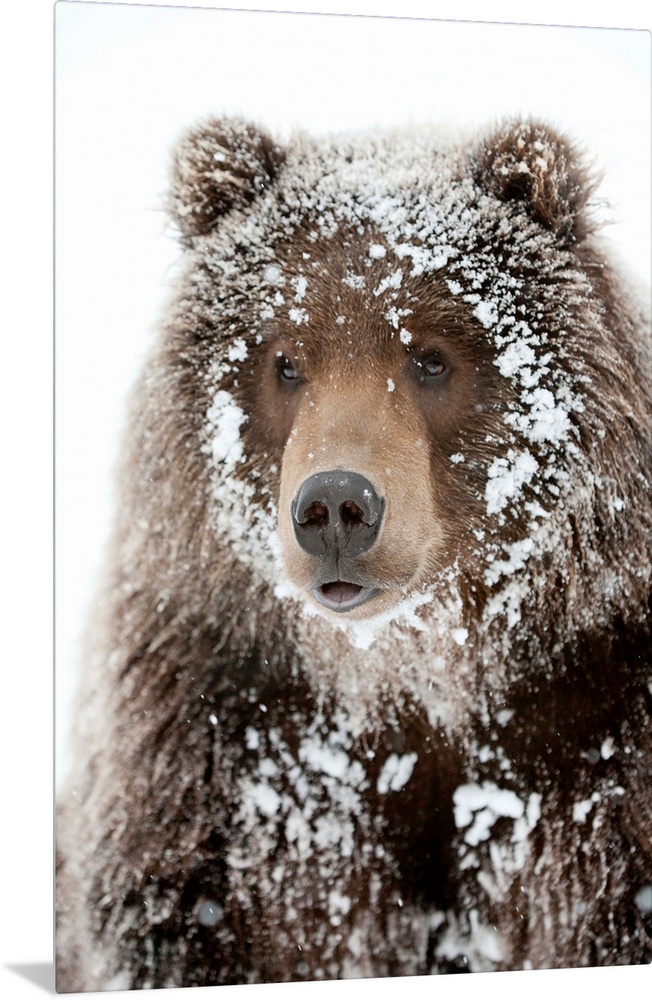 Photograph of a large brown bear with his face framed by snow clinging to his shaggy fur. Perfect for a cabin or rustic do...
