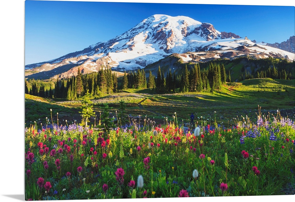 Mount Rainier And Wildflowers In A Meadow, Mount Rainier National Park, Washington