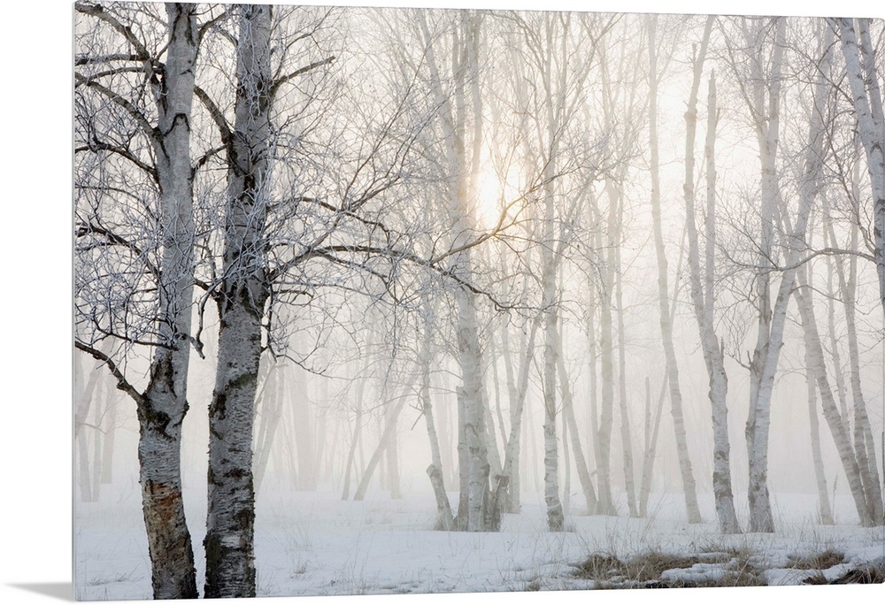 Ontario, Canada, Birch Trees In The Fog
