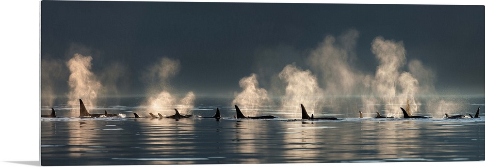 A group of Orca (killer) whales come to the surface on a calm day in Lynn Canal, Alaska, near Juneau.