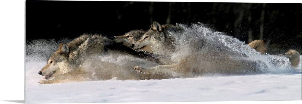 Horizontal photograph on a large canvas of three wolves running through snow, in Alaska.