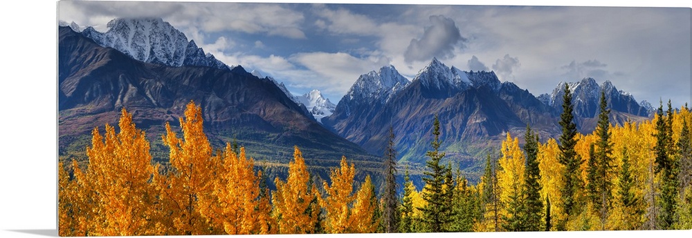 Panoramic View Of The Fall Foliage And Snowcapped Chugach Mountains, Alaska