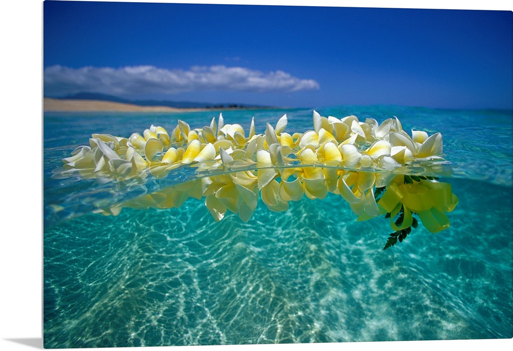 Horizontal photograph on a large wall hanging of a lei of golden plumeria flowers, floating on clear, blue ocean water ben...