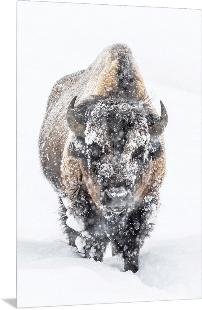 Portrait of a snow-covered Bison (Bison bison) standing in a snowstorm Yellowstone National Park, United States of America