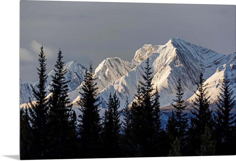 Snow covered mountains with early morning light, silhouetted forest in the foreground; Kananaskis Country, Alberta, Canada