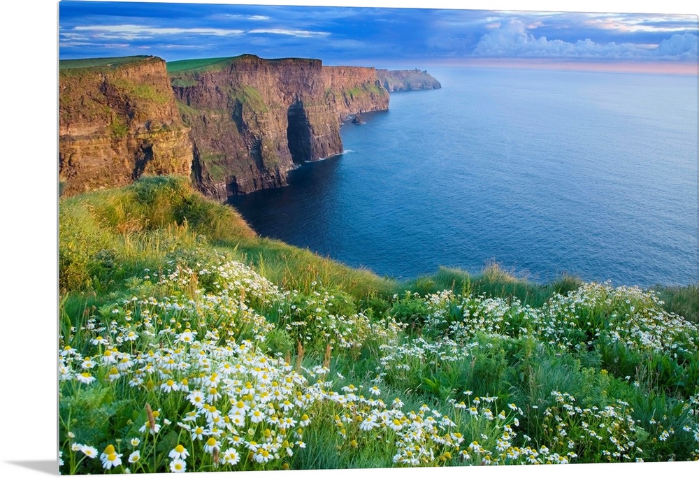 Summer Daisies Growing In Abundance On Cliffs Of Moher, County Clare, Ireland