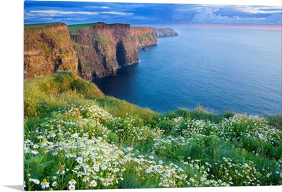Summer Daisies Growing In Abundance On Cliffs Of Moher, County Clare, Ireland