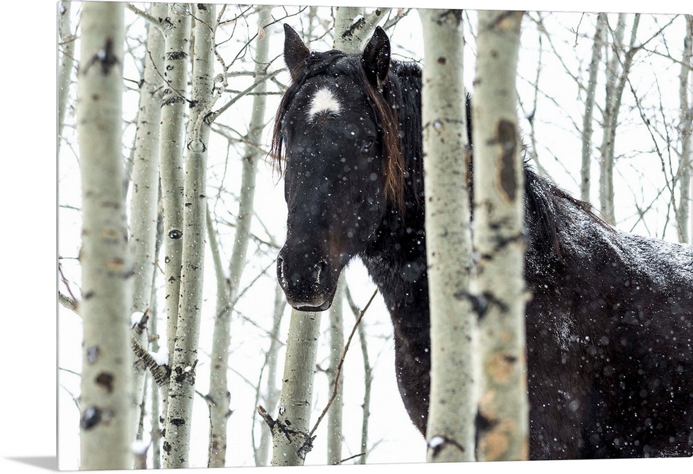 Wild horse in a snowstorm, Turner Valley, Alberta, Canada.