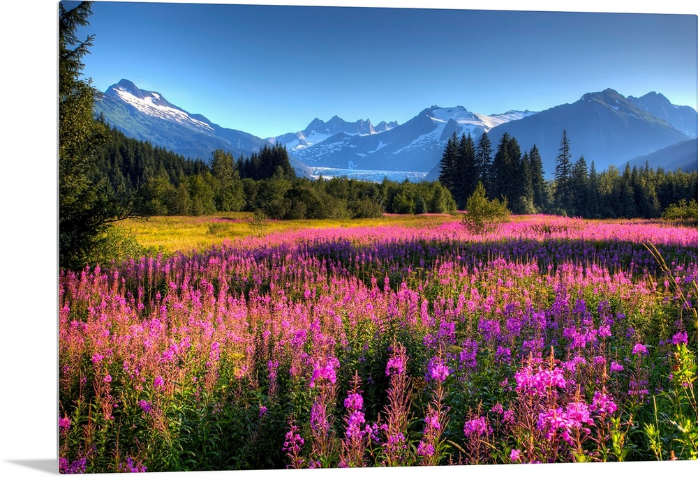 Oversized wall art of a meadow of wildflowers in a valley of evergreen trees with an Alaskan glacier in the background.