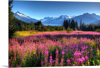 Wildflowers at Mendenhall, Juneau, Alaska