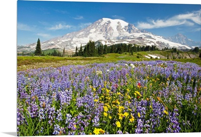 Wildflowers In Paradise Park, Mount Rainier National Park, Washington