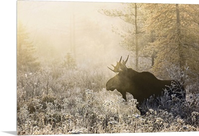 Algonquin Moose