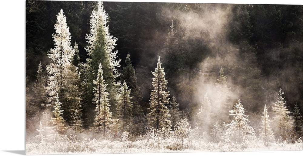 Horizontal, big photograph of a line of pine trees in various sizes, frost and ice covered and gleaming in the morning sun.