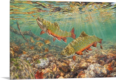 River Light - Brook Trout