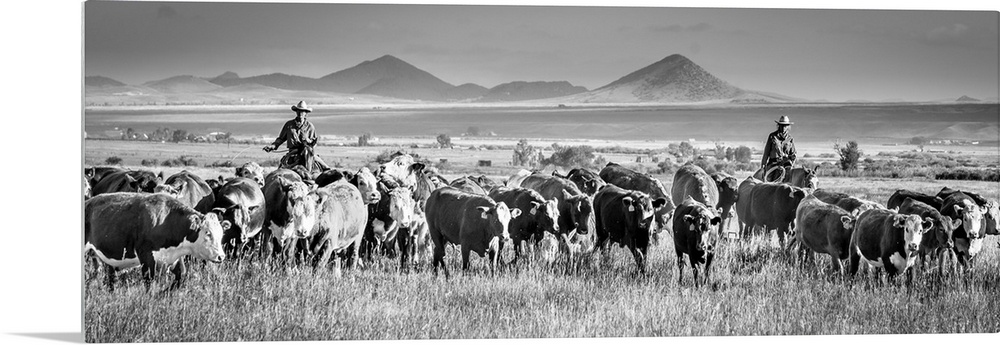 Black and white panoramic photograph of two cowboys herding cattle.