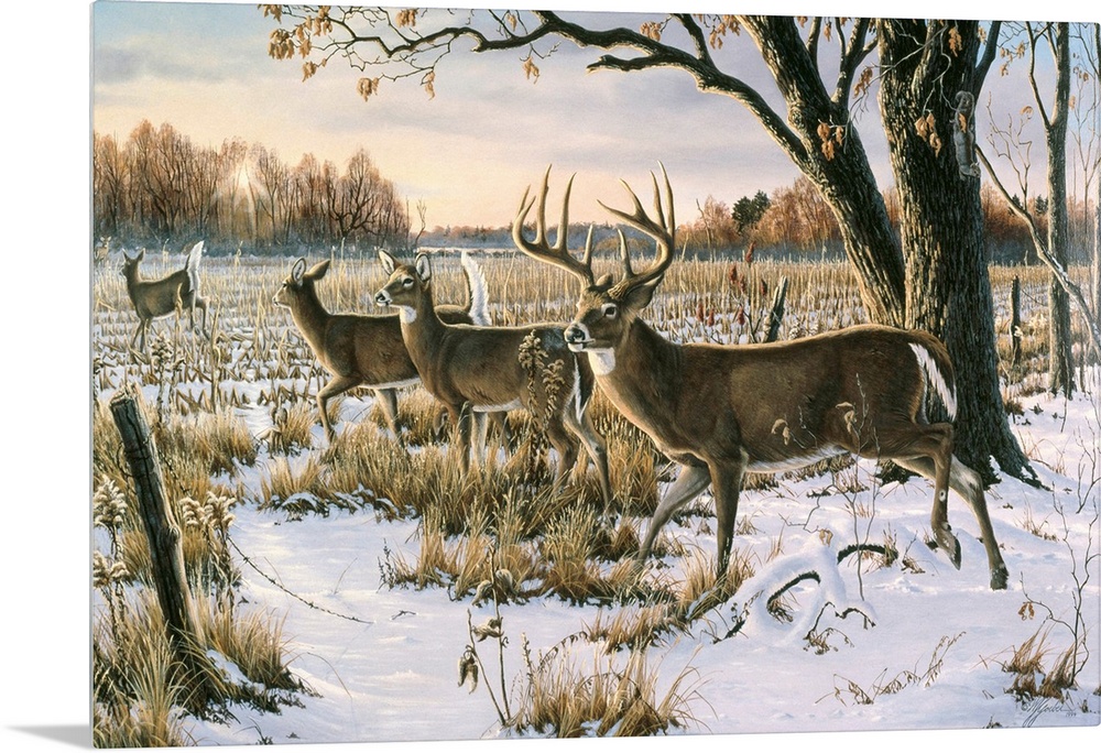 Herd of white tails in a snowy field.