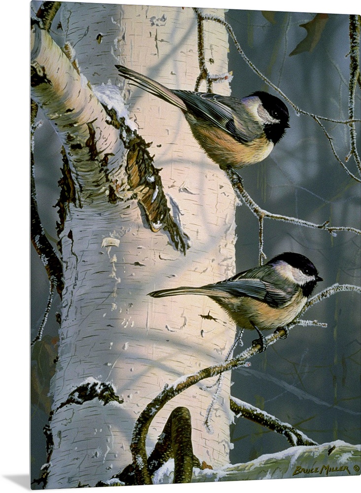 Two chickadees on a white birch tree branch.