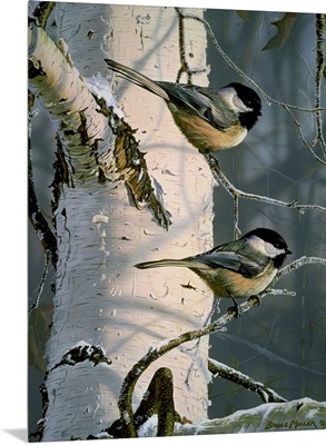 Chickadees At Dawn