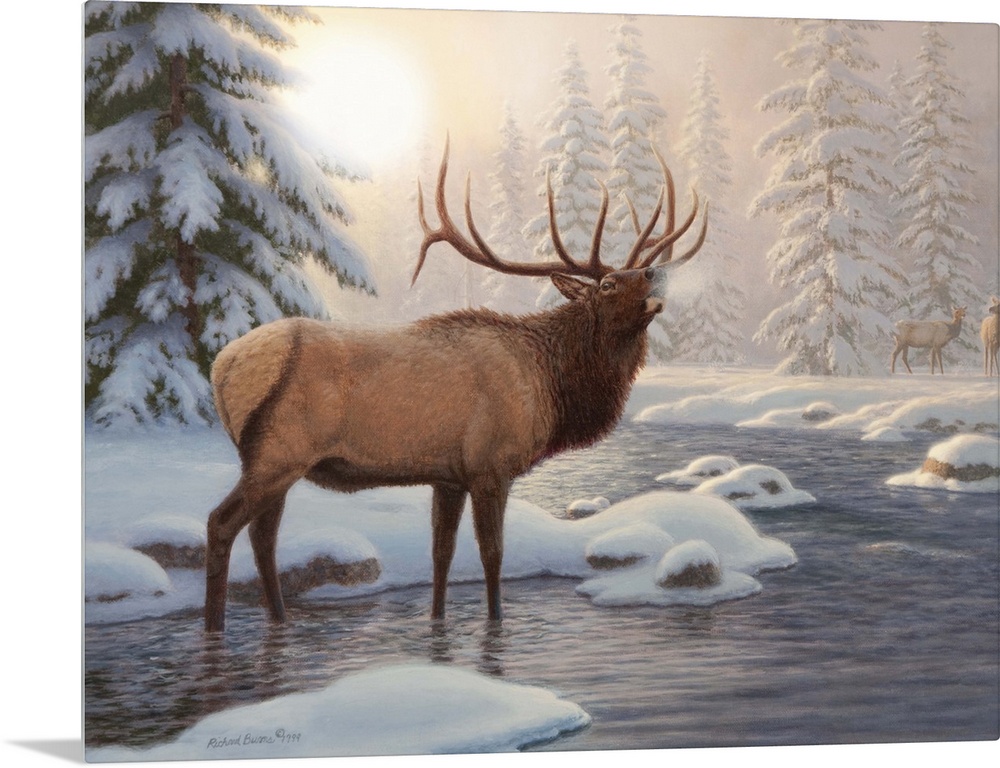 Contemporary painting of an elk bugling into the cold air.