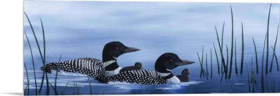 Family of Loons