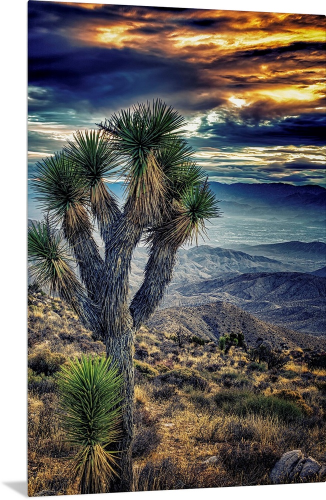 A photograph of a Joshua tree in the Joshua Tree national park.