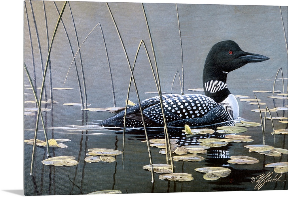 Loon swimming in water.