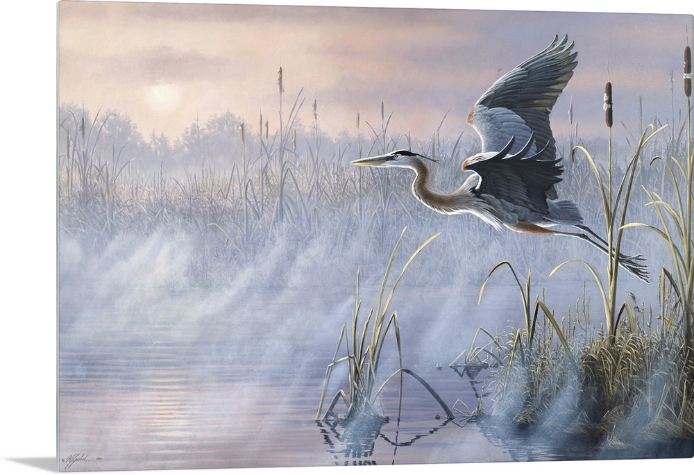 Great Blue Heron flying over a misty marsh at sunrise.