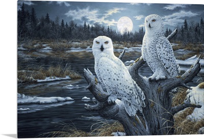 Snowy Owls