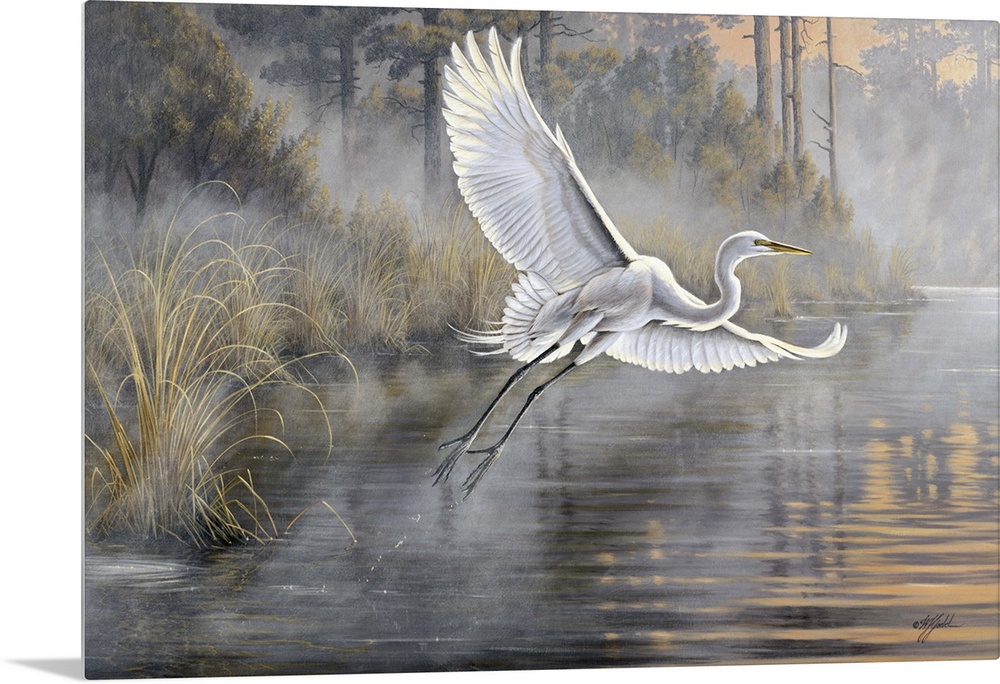 Great white egret flying over a pond at sunrise.