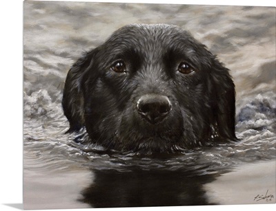 Swimming Labrador